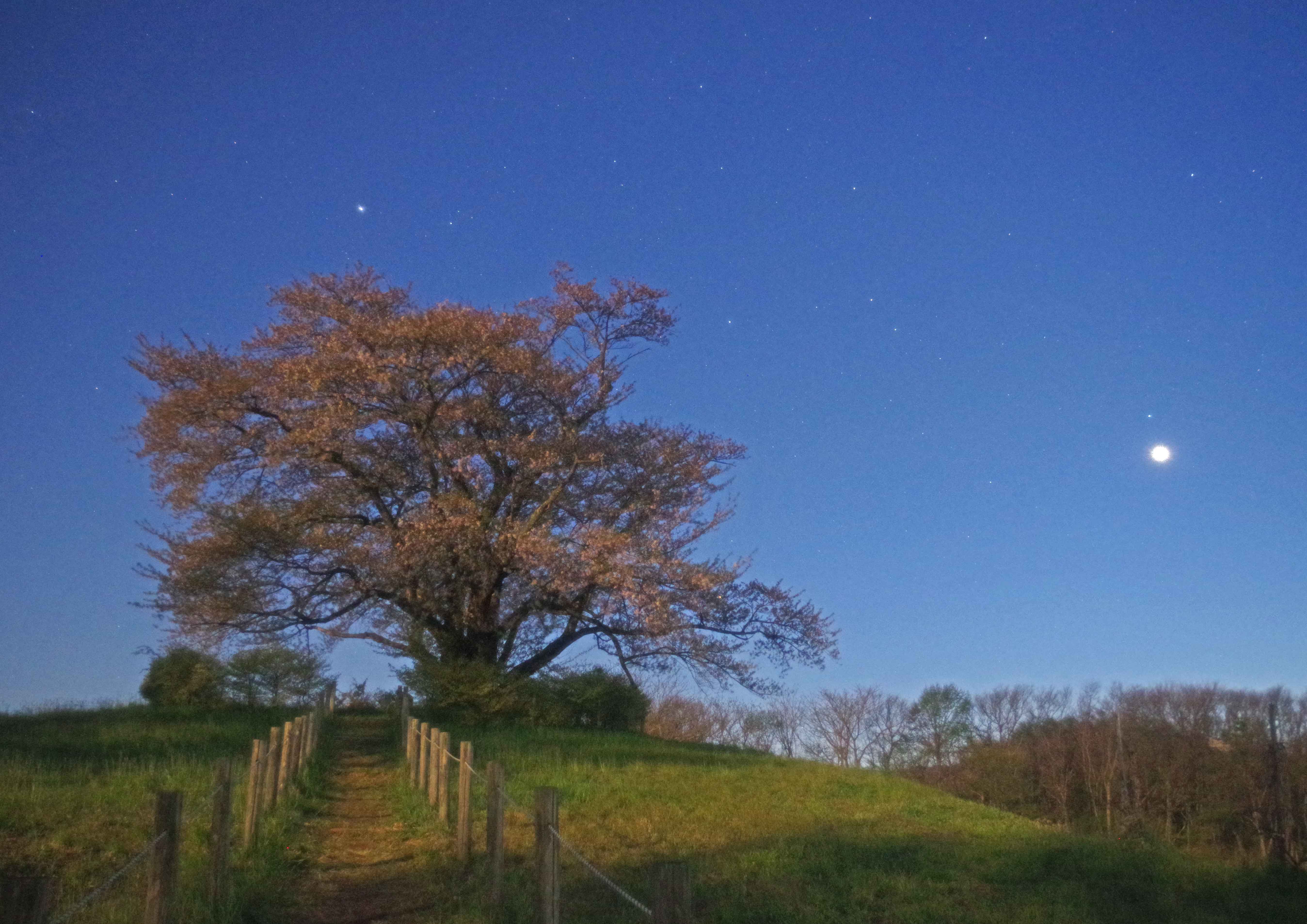 Et Place 比較 為内の一本桜